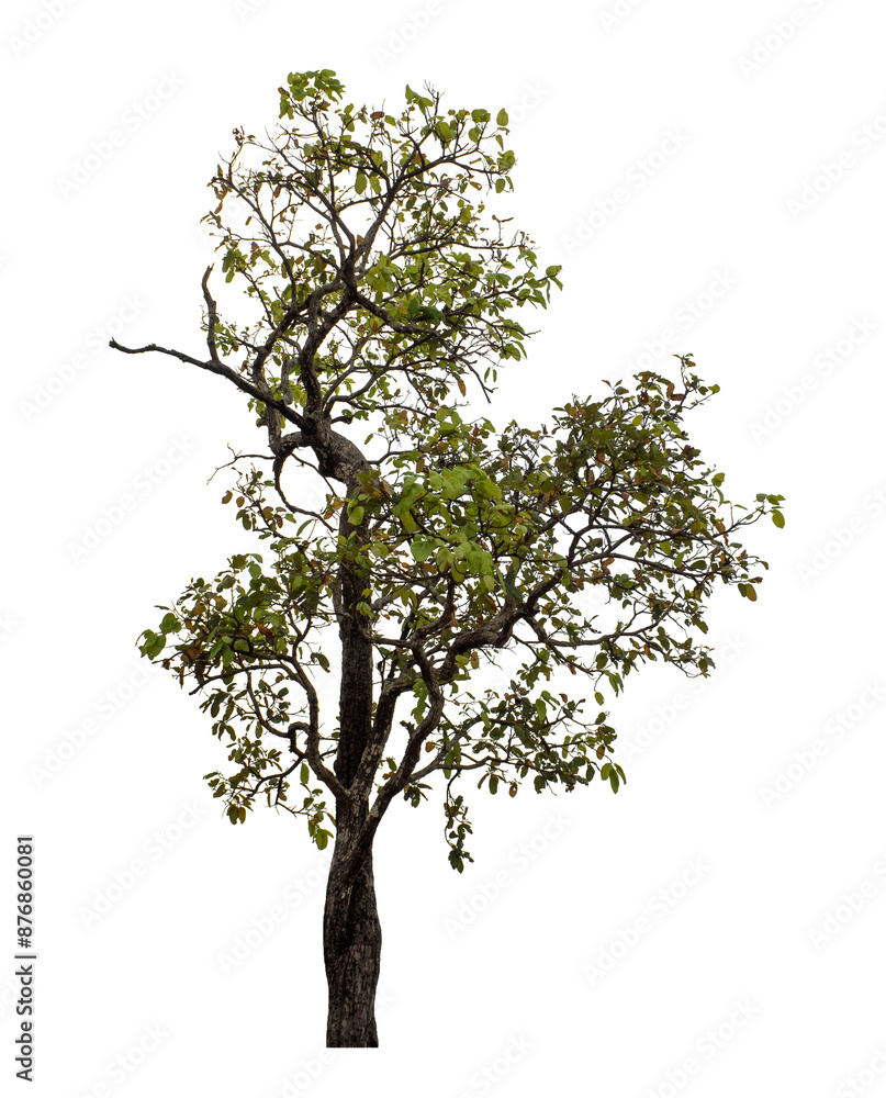 Tree isolated on transparent background with clipping path and alpha channel. Tree isolated on transparent background with clipping path and alpha channel.