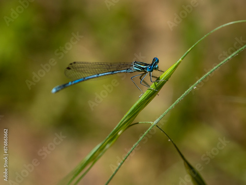 dragonfly on a branch