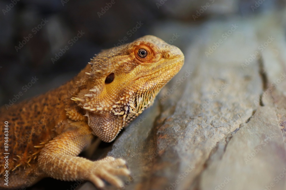 Portrait of bearded dragon head in the terrarium Portrait of bearded dragon head in the terrarium