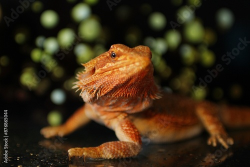 Fotografía Portrait of bearded dragon head with background of lights
