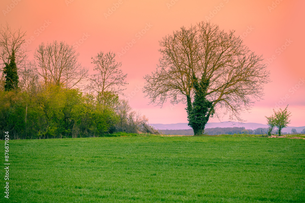 Morning in the village. Field with young green grass and trees without leaves in early spring Morning in the village. Field with young green grass and trees without leaves in early spring