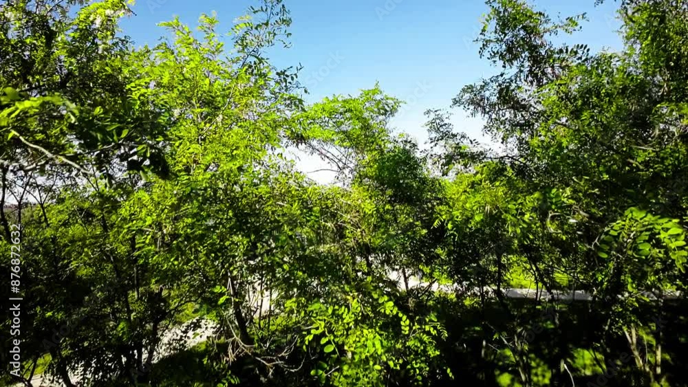This is a beautiful video of a peaceful stroll through the Opole City Forest in Poland. The lush green trees and the bright blue sky create a stunning backdrop for a relaxing walk in nature. Enjoy the