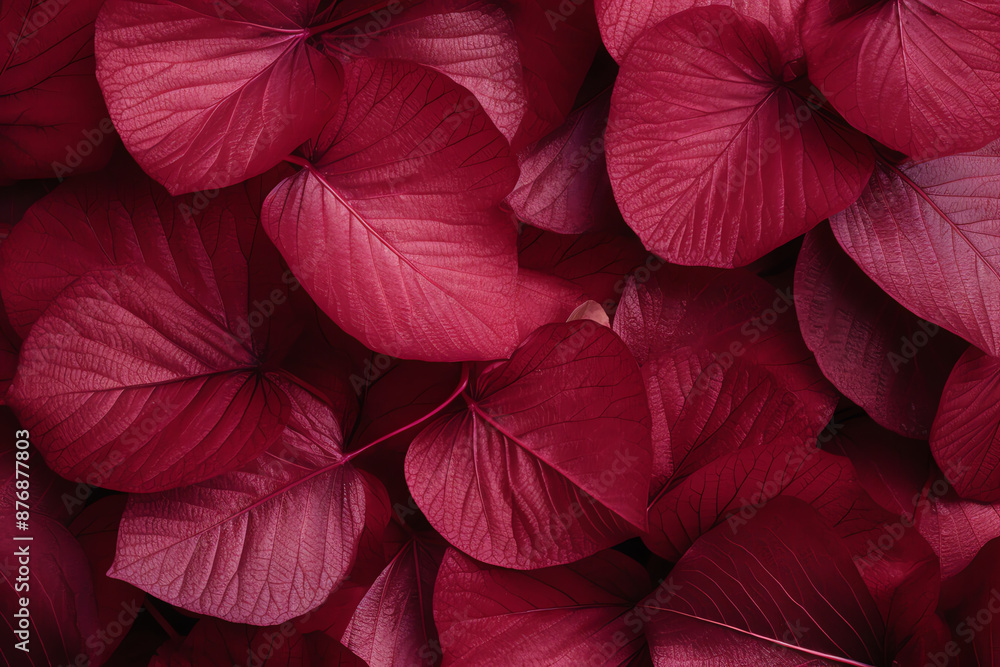 pink background pink background