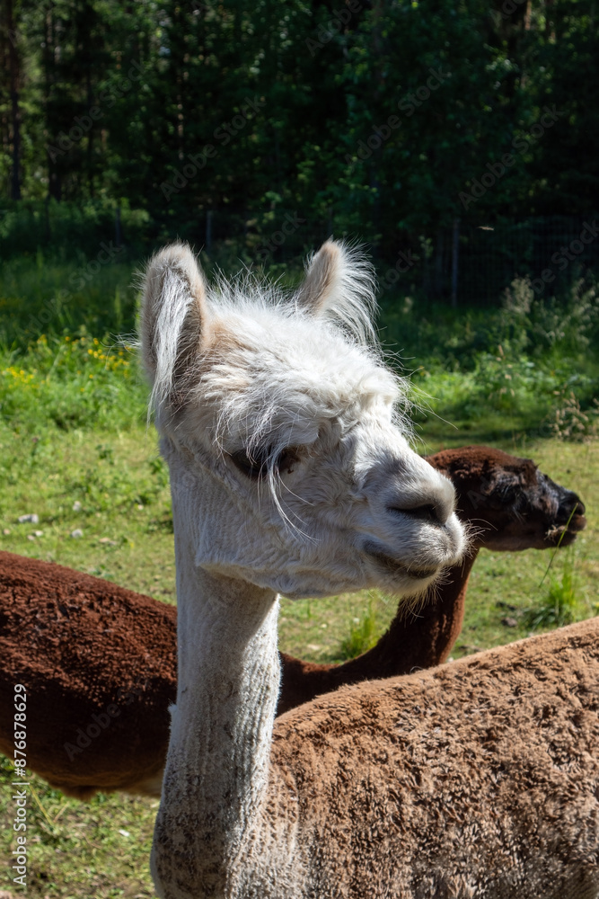 Obraz premium alpacas standing in a sunny paddock