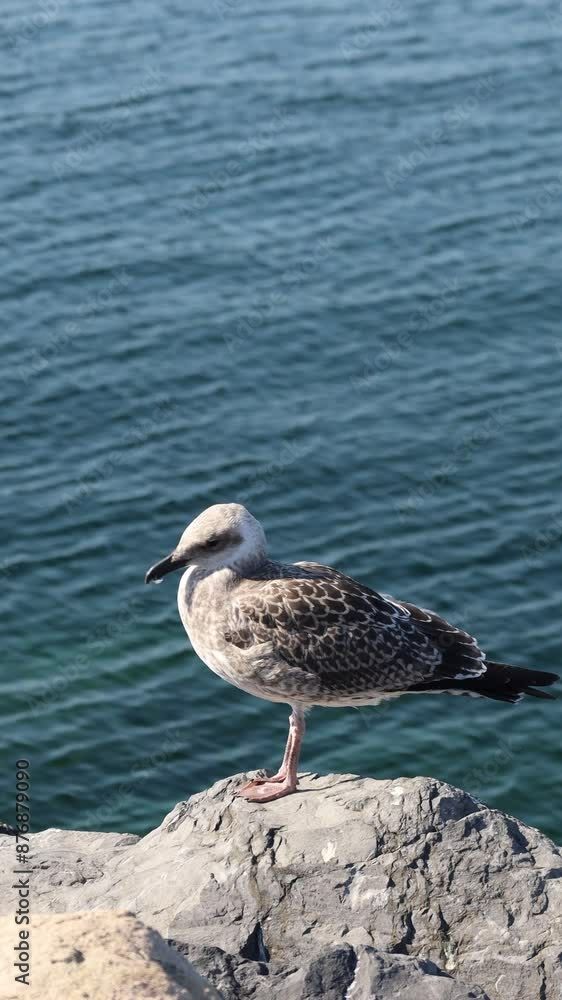 Seagull Watching the Ocean from Rocky Shore Seagull Watching the Ocean from Rocky Shore