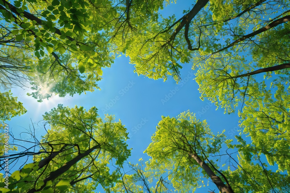 Obraz premium It has a heart-shaped hole in the canopy where the blue sky can be seen