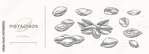 Hand-drawn pistachio nut. Tropical fetus shelled. Organic food concept. It can be used as a decoration element for markets, menus, and packaging. Vintage botanical illustrations.
