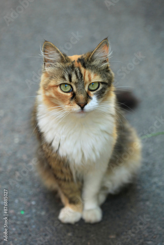 Portrait of cute fluffy cat