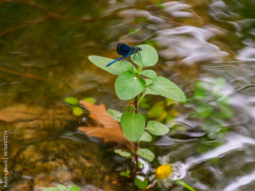 blue dragonfly on a branch in the river blue dragonfly on a branch in the river