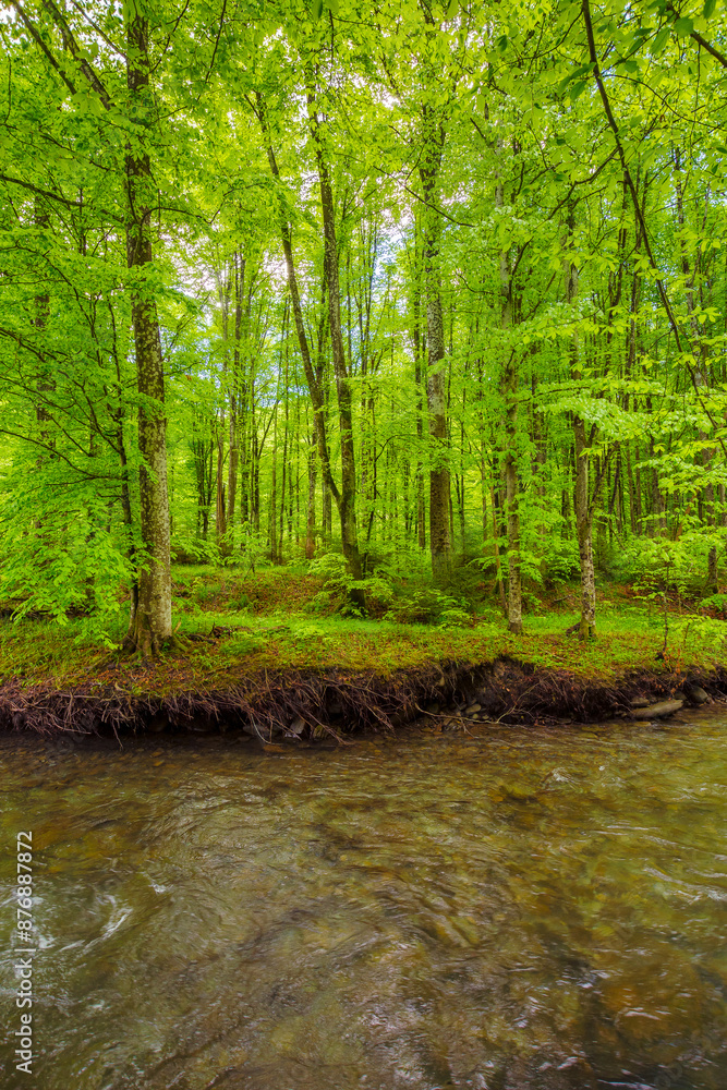 Obraz premium calm water stream in the beech forest. green environment with trees roots on the shore. serene nature background in spring. vivid foliage on the branches above the river