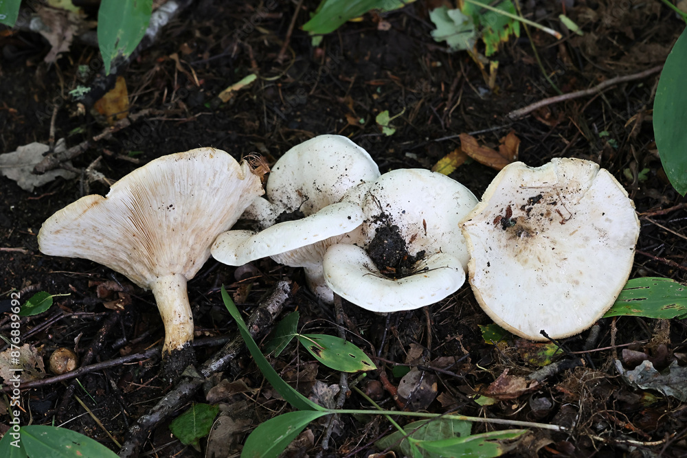Leucopaxillus giganteus, commonly known as the giant leucopax, the giant clitocybe or the giant funnel, wild mushroom from Finland Leucopaxillus giganteus, commonly known as the giant leucopax, the giant clitocybe or the giant funnel, wild mushroom from Finland