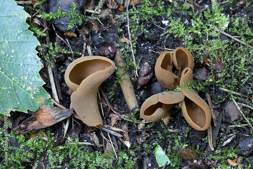 Otidea alutacea, a cup fungus from Finland, no common English name photo