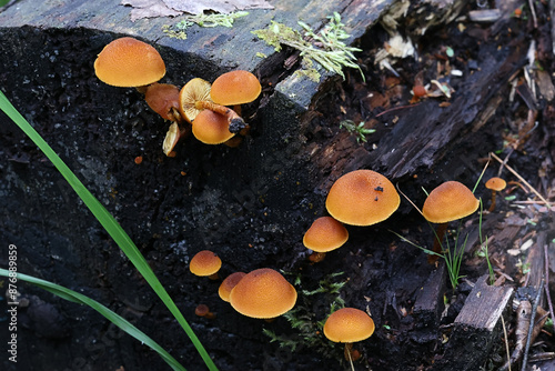 Flammulaster limulatus, known as golden powdercap, wild mushroom from Finland photo