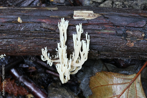 Artomyces pyxidatus, known as crown coral, crown-tipped coral fungus or candelabra coral, wild mushroom from Finland photo