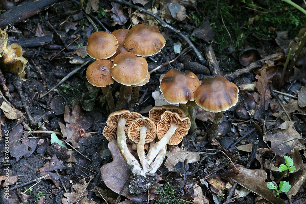 Fototapeta premium Cortinarius hinnuleus, known as Earthy Webcap, wild mushroom from Finland