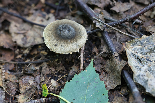 Lepiota grangei, known as the Green Dapperling, wild mushroom from Finland photo