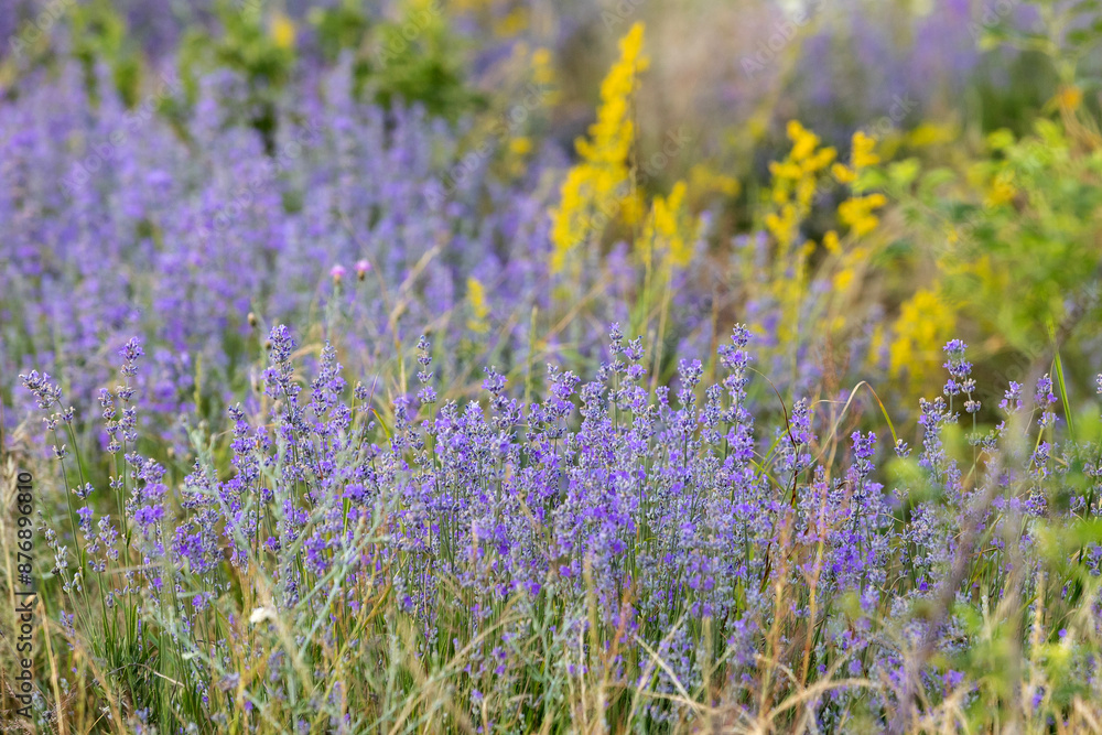 Naklejka premium Lavender purple flowers row and yellow wildflowers close-up, summer field