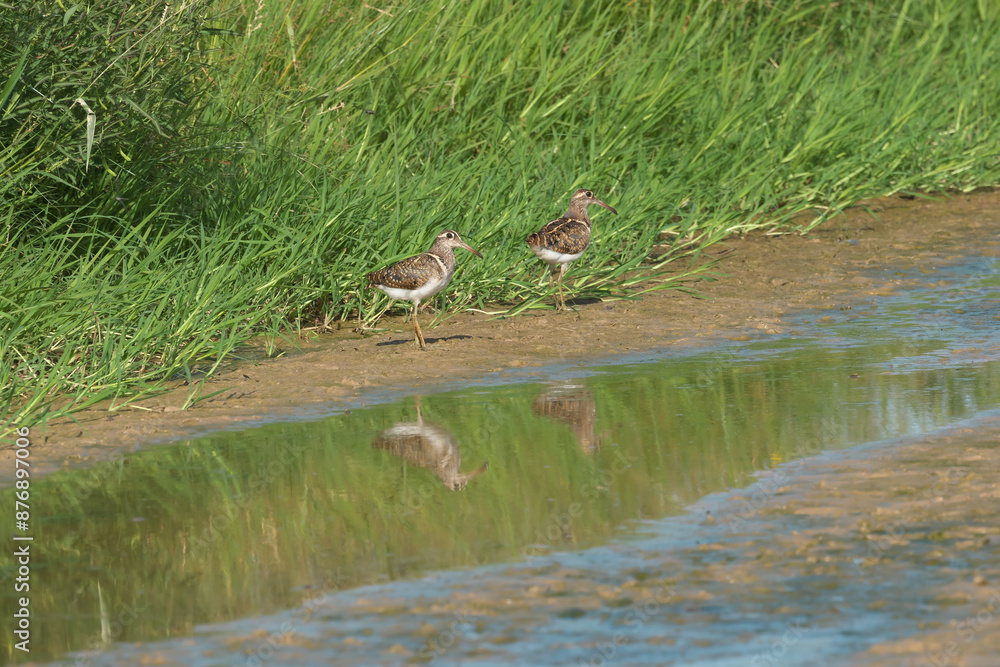 Greaater Painted-snipe looking for foods in the wetland Greaater Painted-snipe looking for foods in the wetland