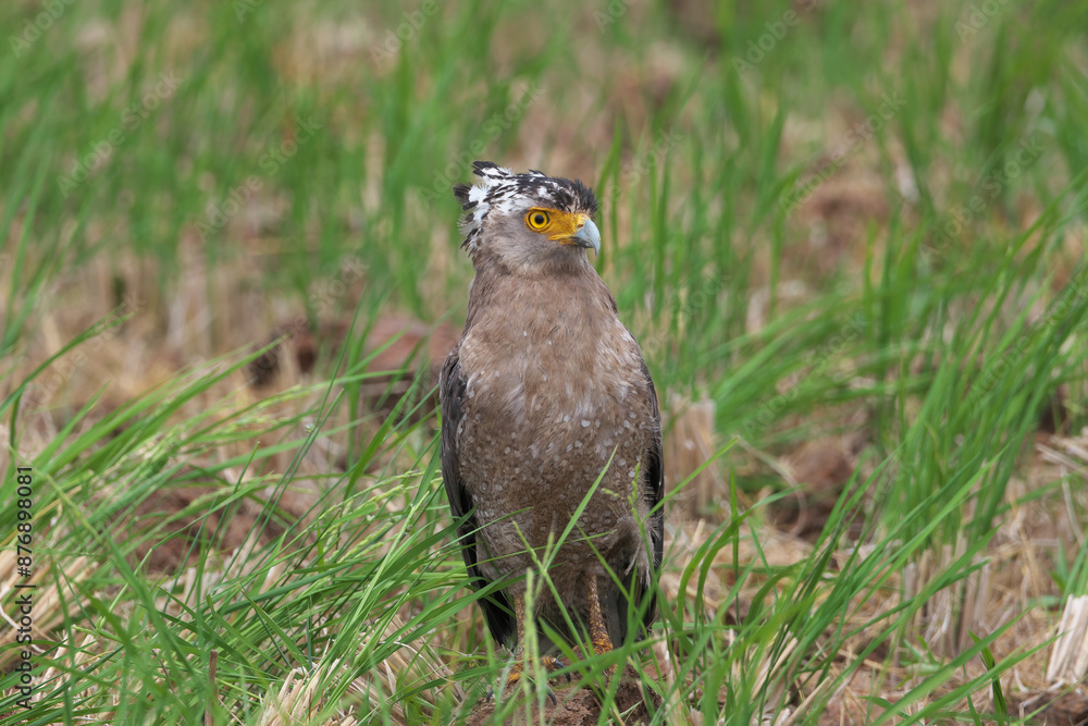 Crested Serpent Eagle with cool crown feathers is an endangered species Crested Serpent Eagle with cool crown feathers is an endangered species