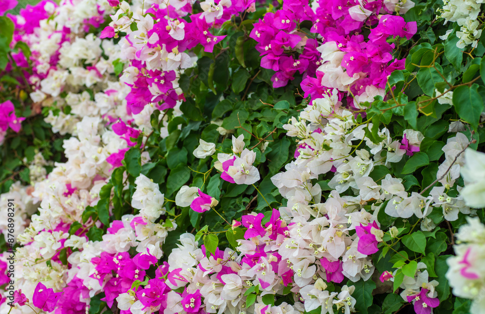 Pink and white bougainvillea flower background Pink and white bougainvillea flower background