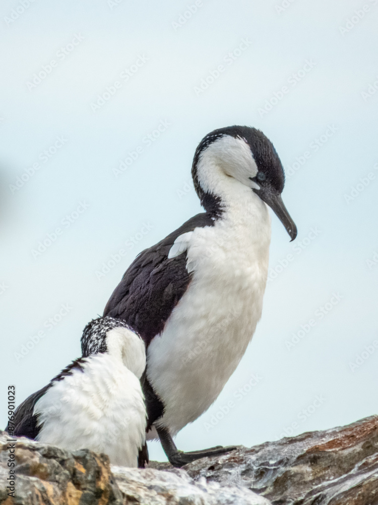 Fototapeta premium Black-faced Cormorant in South Australia