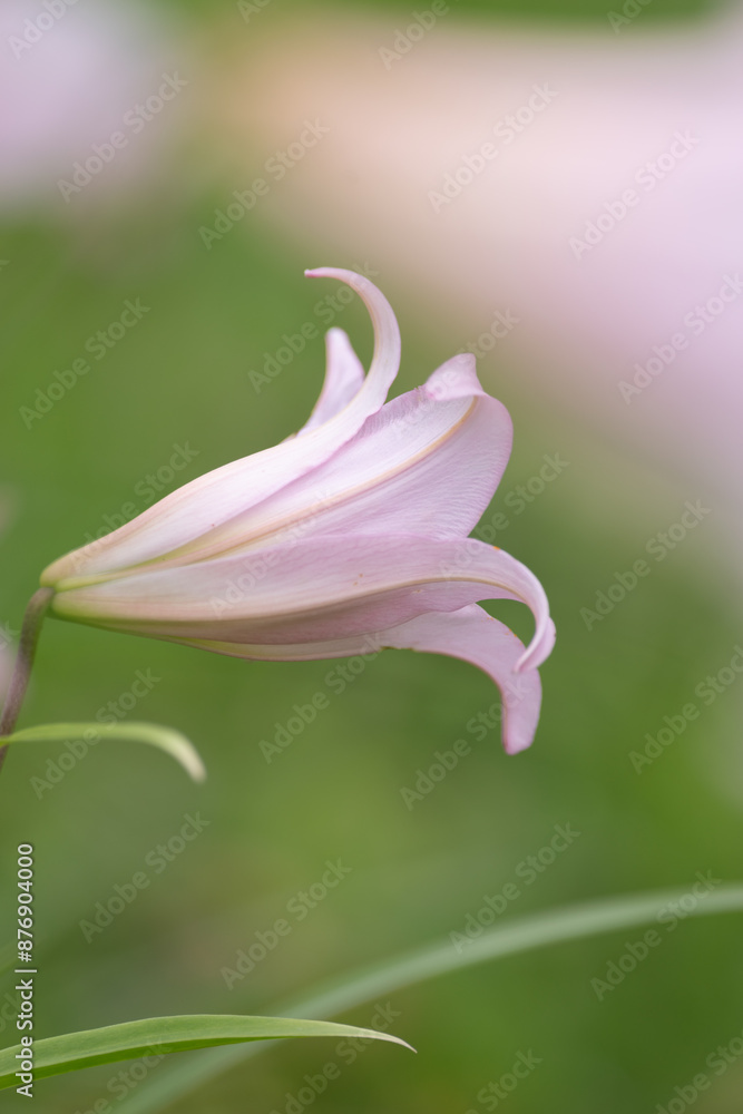 Fototapeta premium 野に咲くササユリ