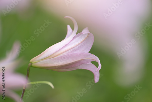 Wallpaper Mural 野に咲くササユリ Torontodigital.ca