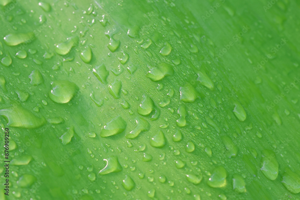 Macro photo of water droplets on banana leaves, bright green and freshness Macro photo of water droplets on banana leaves, bright green and freshness