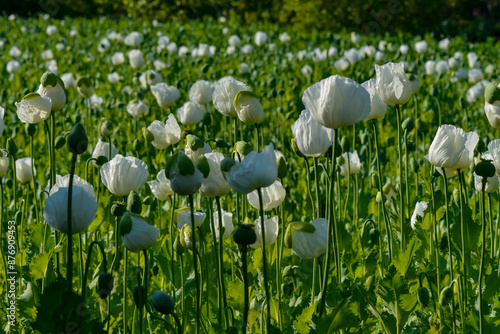 Photography blooming field of white opium poppy in latin papaver somniferum, panoramic view,