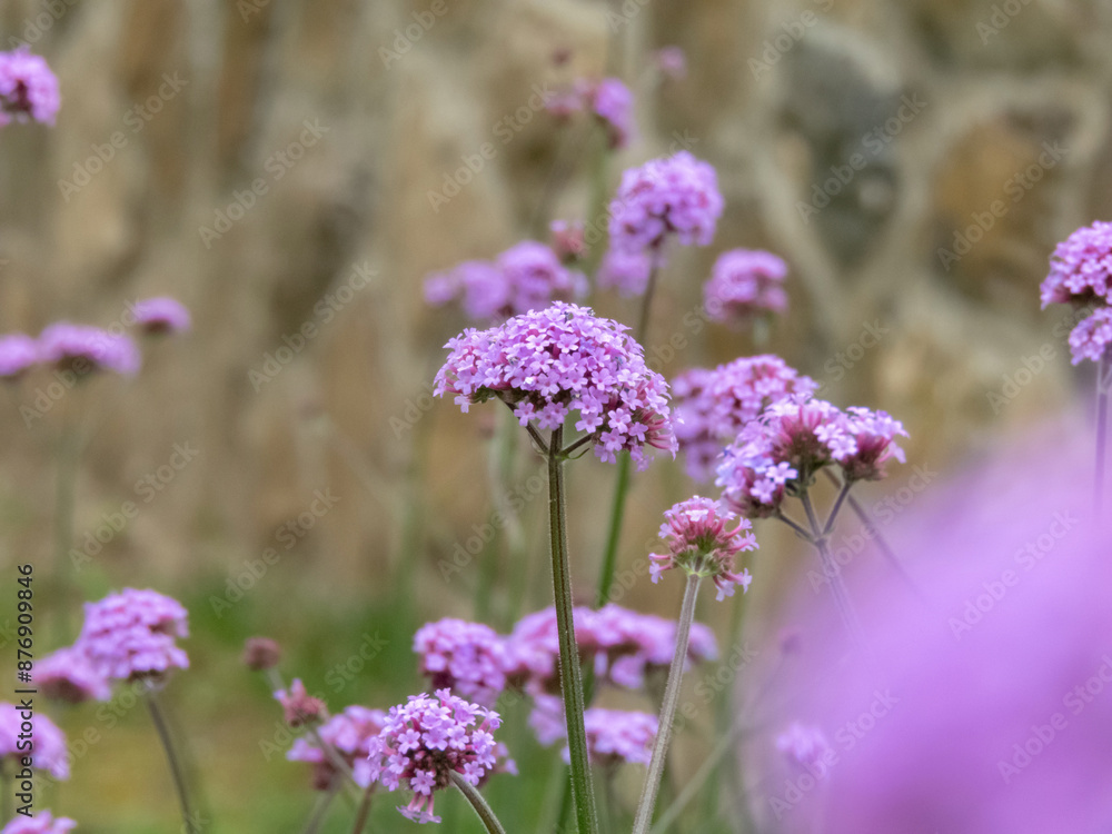 Obraz premium Verbena bonariensis purple flowers close-up.
