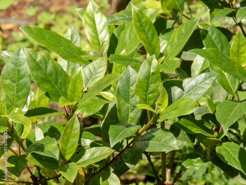Wallpaper Mural Viburnum tinus,laurustinus, laurustine or laurestine plant leaves Torontodigital.ca