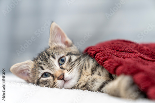 Wallpaper Mural Cute kitten tabby cat on red plaid. Pet warms under a blanket in cold winter weather. cat sleeping, resting, relaxing, looking, smiling. Pets friendly and care concept. domestic cat on bed Torontodigital.ca