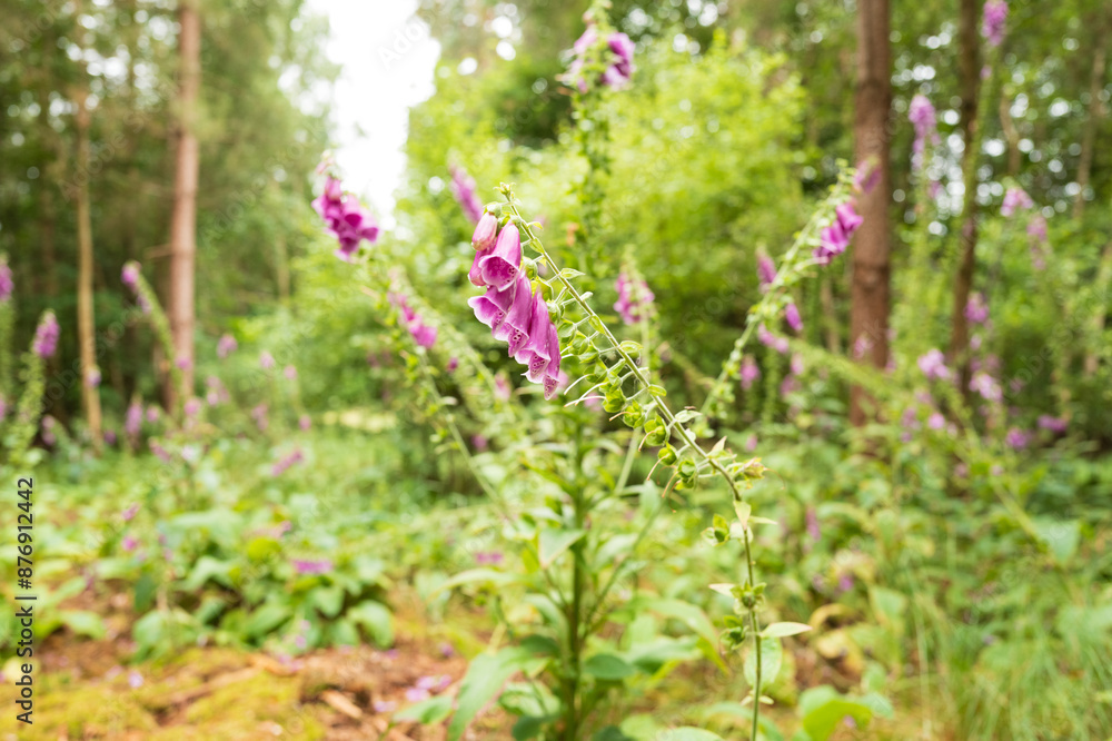 Wonderful, wild growing foxglove plants seen in a large colony within Thetford forest nature reserve, Britain. Wonderful, wild growing foxglove plants seen in a large colony within Thetford forest nature reserve, Britain.