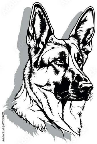 Drawing of the Head of a Ge...