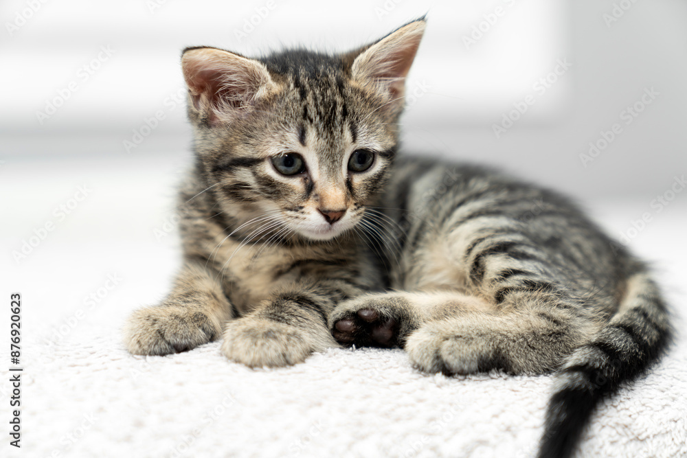 cute kitten tabby cat sleeping, resting, relaxing, looking on top of a bed. Cat sleep calm relax. Close up of the muzzle of a sleeping cat with closed and open eyes. Pets friendly and care concept. cute kitten tabby cat sleeping, resting, relaxing, looking on top of a bed. Cat sleep calm relax. Close up of the muzzle of a sleeping cat with closed and open eyes. Pets friendly and care concept.