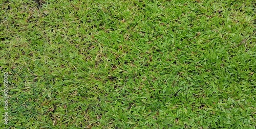 Green artificial grass natural background