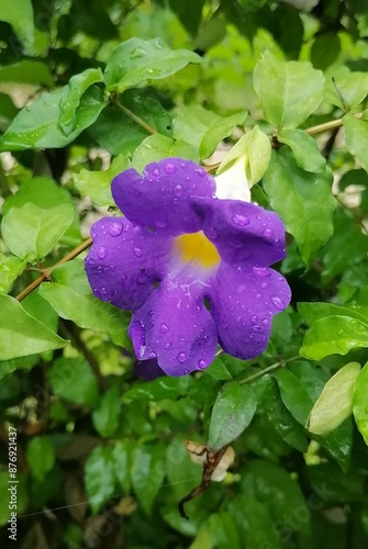 Purple mexican petunia beautiful blooming flower green leaf background. High quality photo