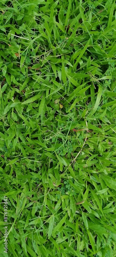 Green grass texture background grass garden concept used for making green background football pitch, green lawn pattern textured background. Green grass texture background grass garden concept used for making green background football pitch, green lawn pattern textured background.