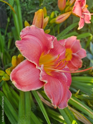 Beautiful pink and yellow tulip flowers in the garden 