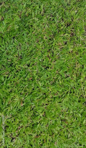 Green grass texture background grass garden concept used for making green background football pitch, green lawn pattern textured background.