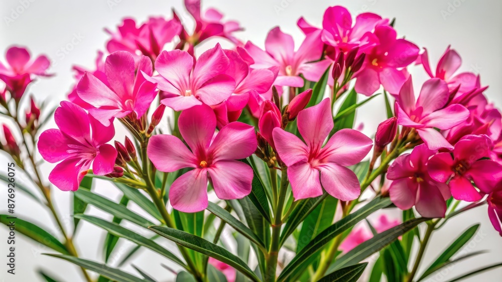 Delicate Pink Oleander Flowers With Buds On A White Background Delicate Pink Oleander Flowers With Buds On A White Background