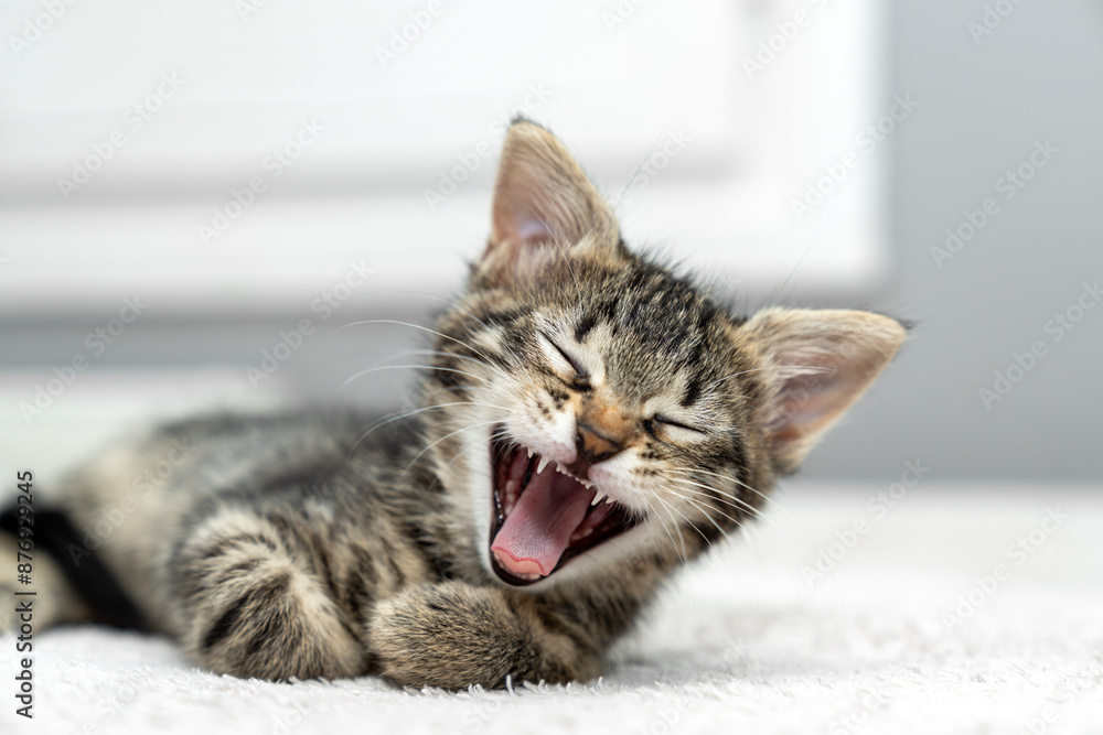 cute kitten tabby cat sleeping, resting, relaxing, looking on top of a bed. Cat sleep calm relax. Close up of the muzzle of a sleeping cat with closed and open eyes. Pets friendly and care concept. cute kitten tabby cat sleeping, resting, relaxing, looking on top of a bed. Cat sleep calm relax. Close up of the muzzle of a sleeping cat with closed and open eyes. Pets friendly and care concept.