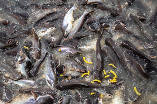 Siriped Catfish waiting to eat in the river photo