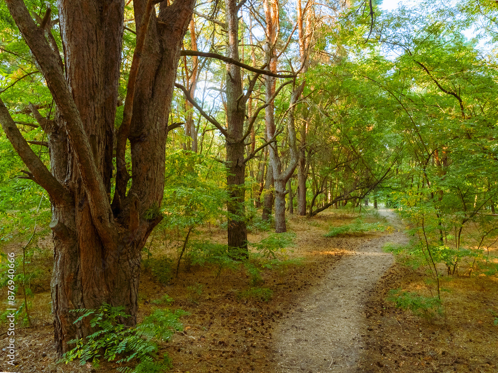 Beautiful deep forest scene. Light beam in woodland. Forest wood background Beautiful deep forest scene. Light beam in woodland. Forest wood background