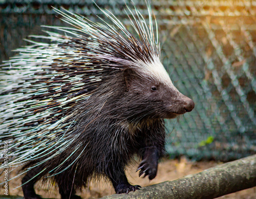 porcupine Animals photo