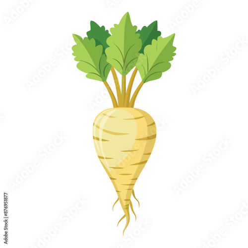 Illustration of parsnip root Isolated