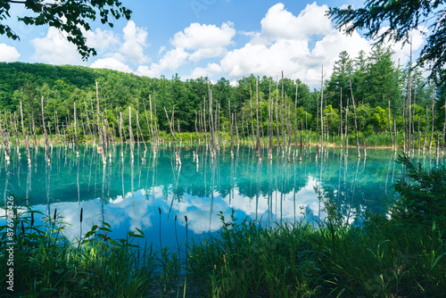 Beautiful Blue Pond, aoi-ike, aoiike, in summer Biei, Hokkaido, Japan. photo