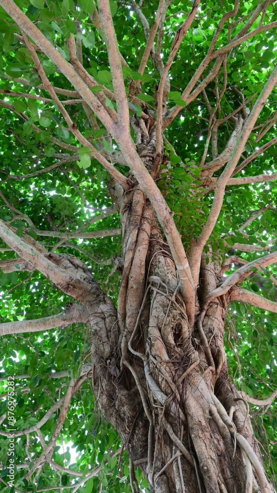 beautiful banyan tree with branch and green leaf beautiful banyan tree with branch and green leaf