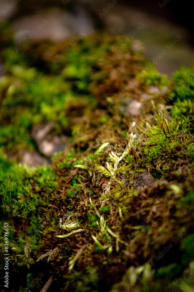 macro of green moss and other small green plants on a piece of wood macro of green moss and other small green plants on a piece of wood