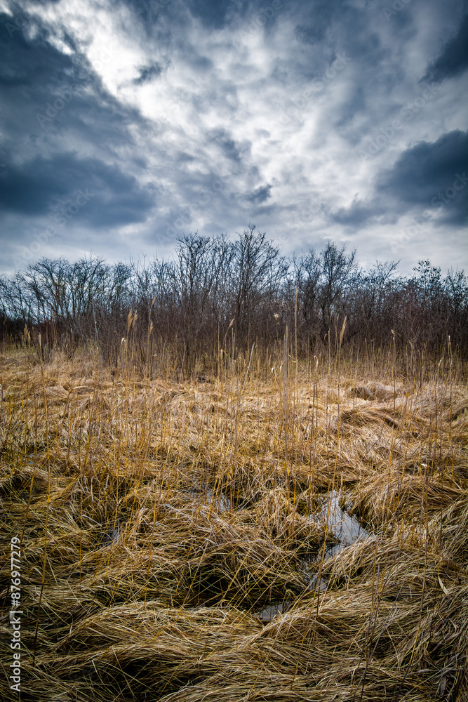 Fototapeta premium a small swamp among the reeds, with bare trees in the background and a gloomy gray sky